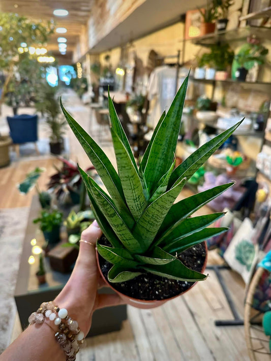 Natural Hybrid Snake Plant 6"