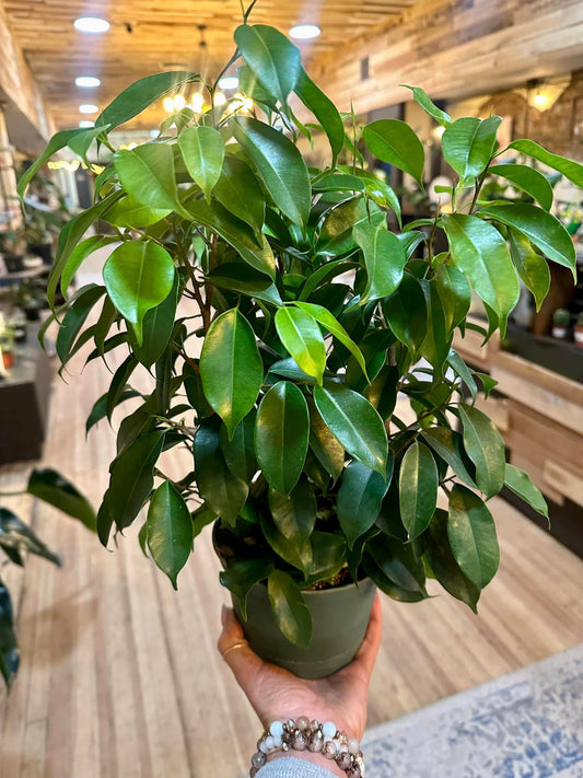 Ficus Benjamina 6"