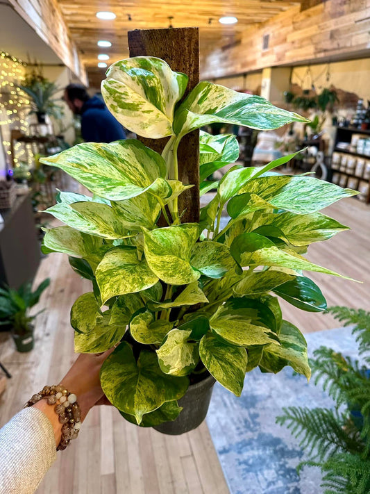 Epipremnum aureum 'Manjula' Totem 6"