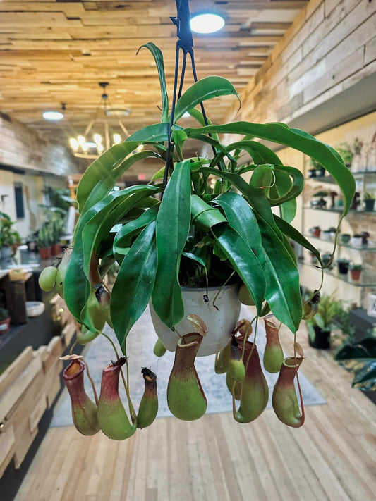 Alata Pitcher Plant Basket 6"