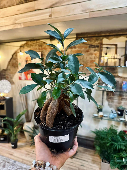 Ficus Microcarpa Ginsing 6"