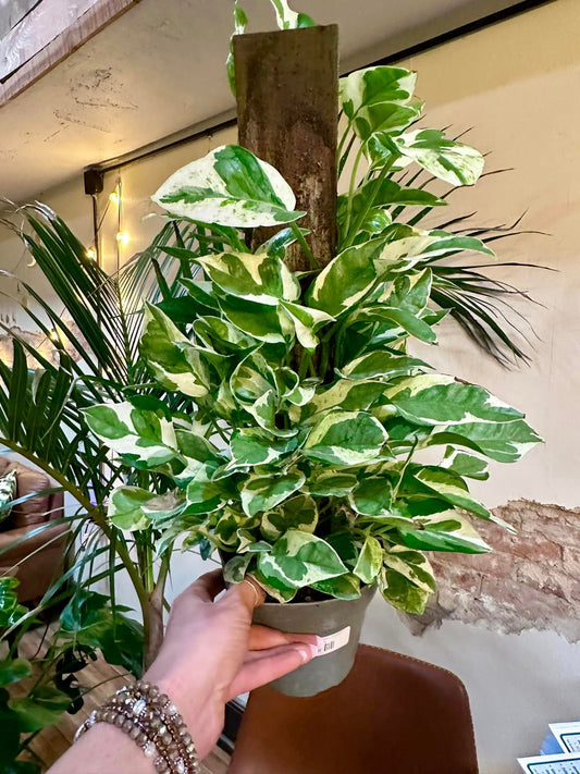 Epipremnum aureum 'Pearls and Jade' Totem 6"