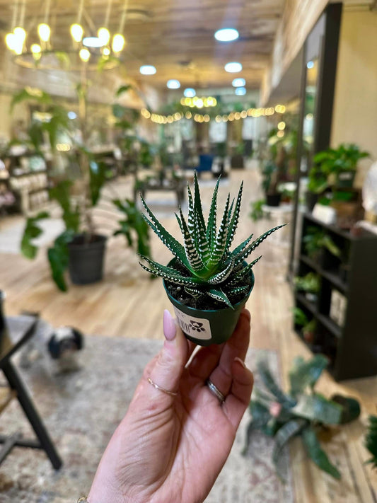 Haworthia Fasciata 2"