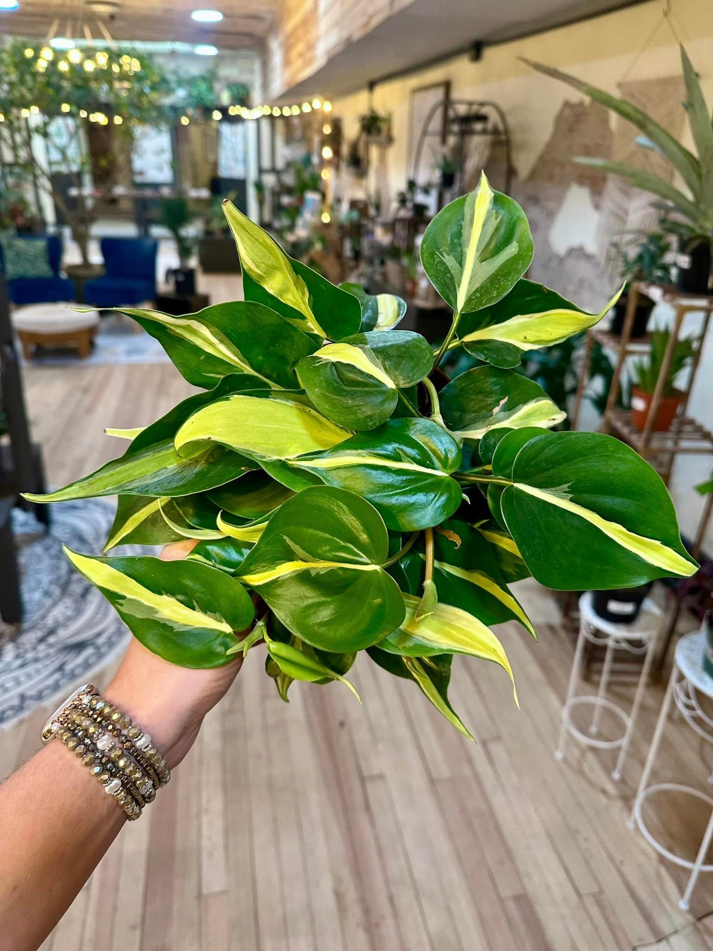 6" Philodendron 'Silver Stripe'