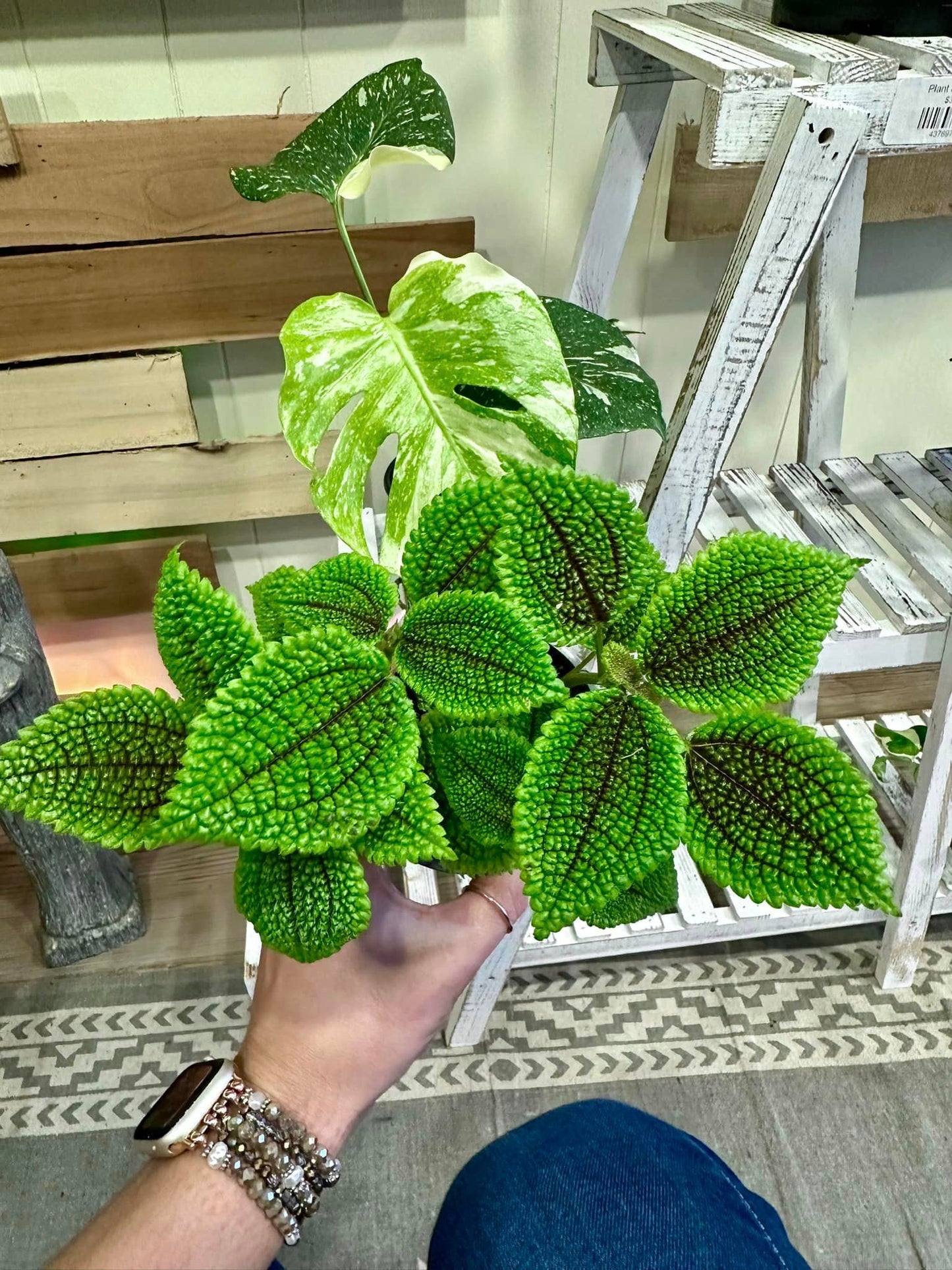 Pilea Moon Valley 4"