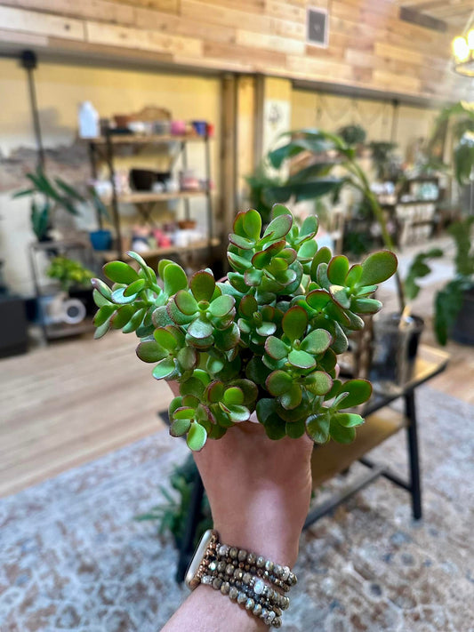 Crassula Jade Plant 4"