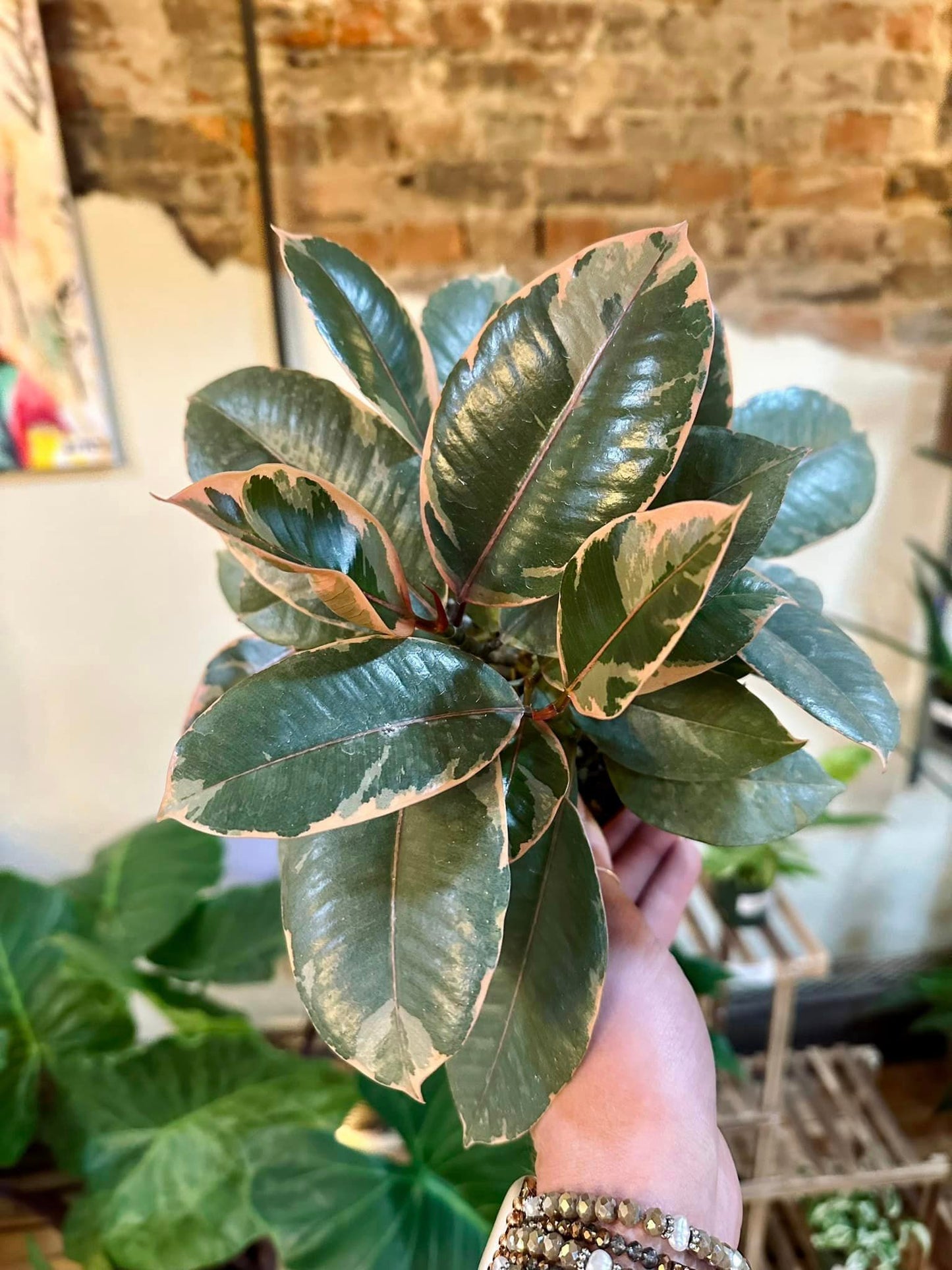 Ficus Ruby 10"