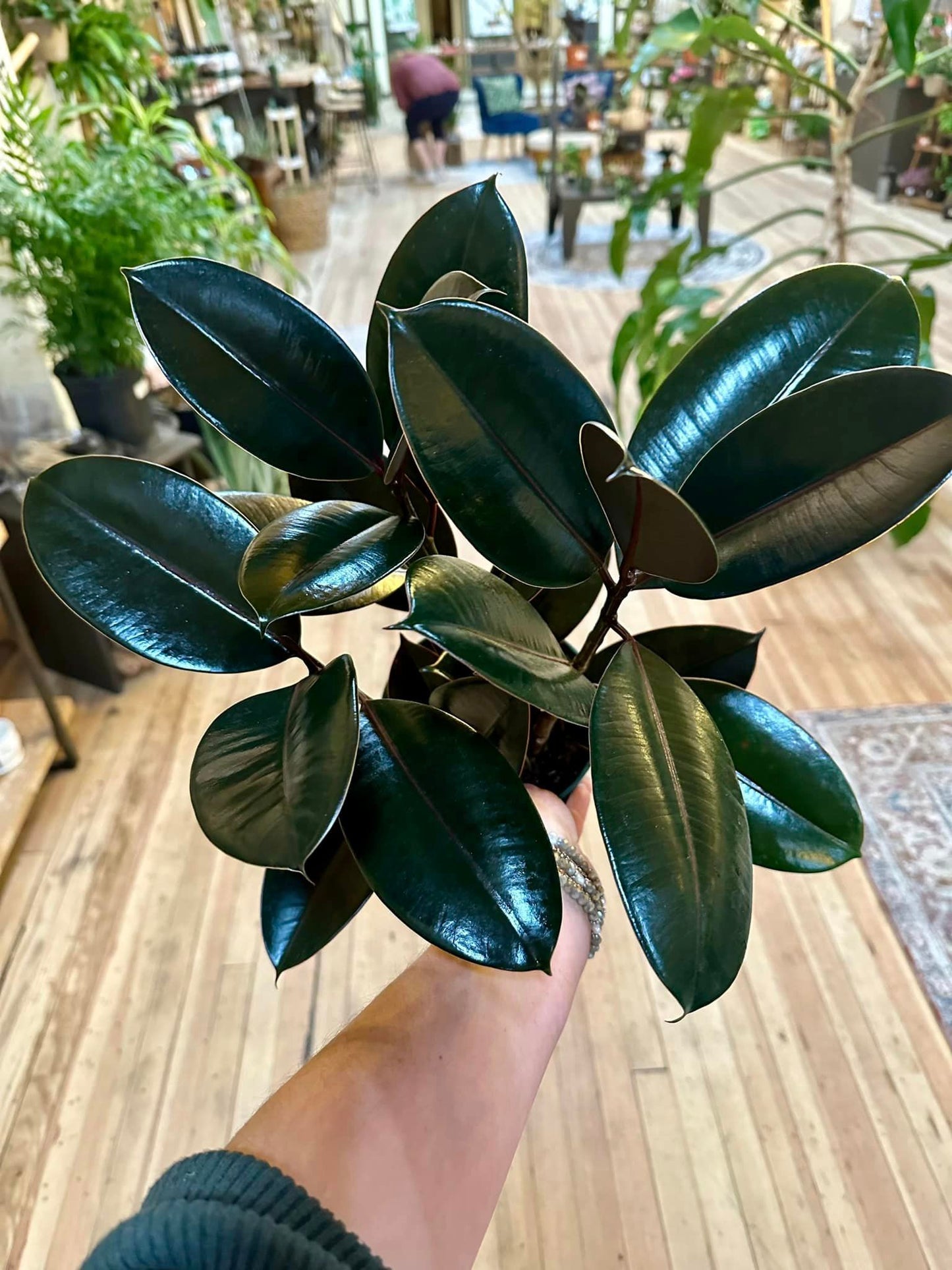 Ficus Burgundy 6"