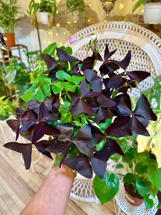 Oxalis Mix 6"