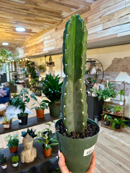 Cereus Jamacaru Cactus 6"