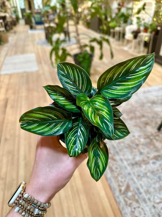 4" Calathea Beauty Star