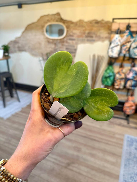 Hoya Kerrii Heart Inner Variegated 4"