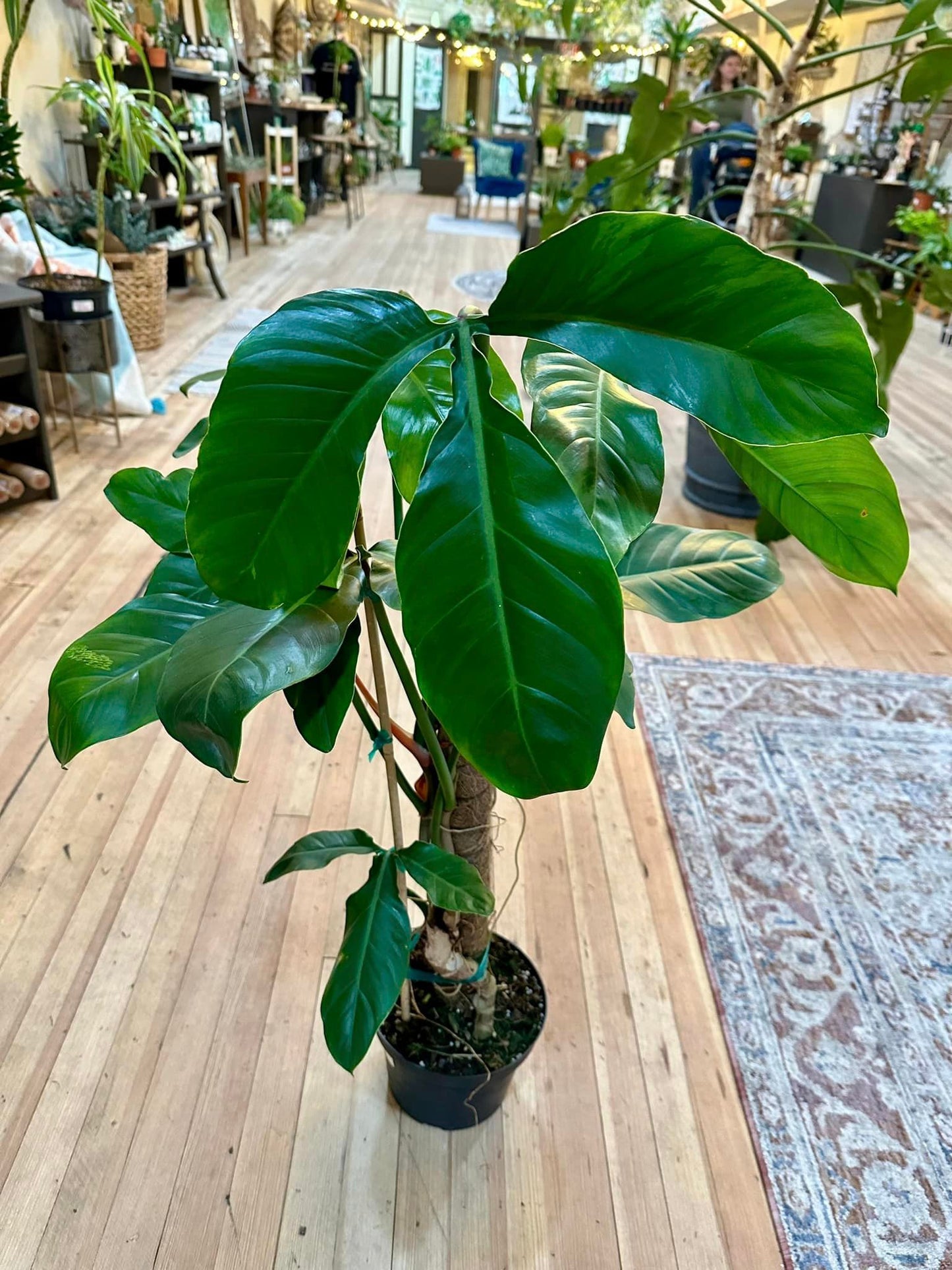 6" Philodendron Tripartitum Totem