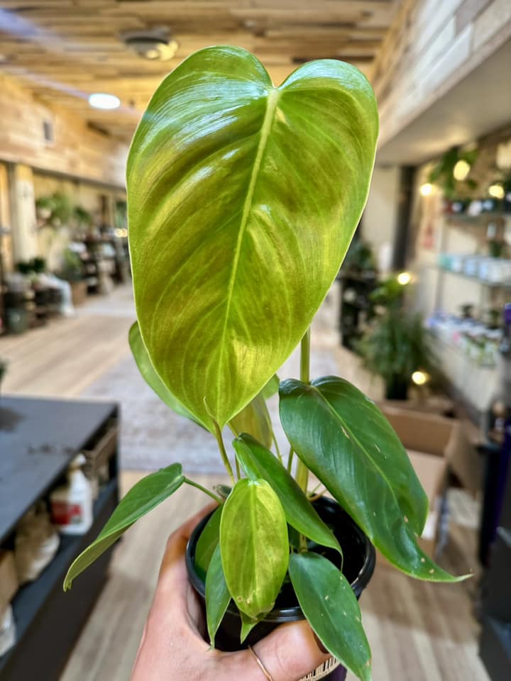 Philodendron esmeraldense 4"