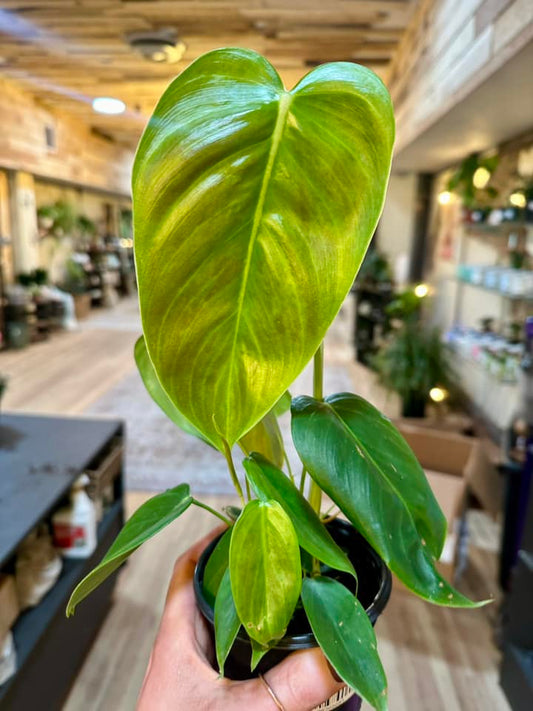 Philodendron esmeraldense 4"