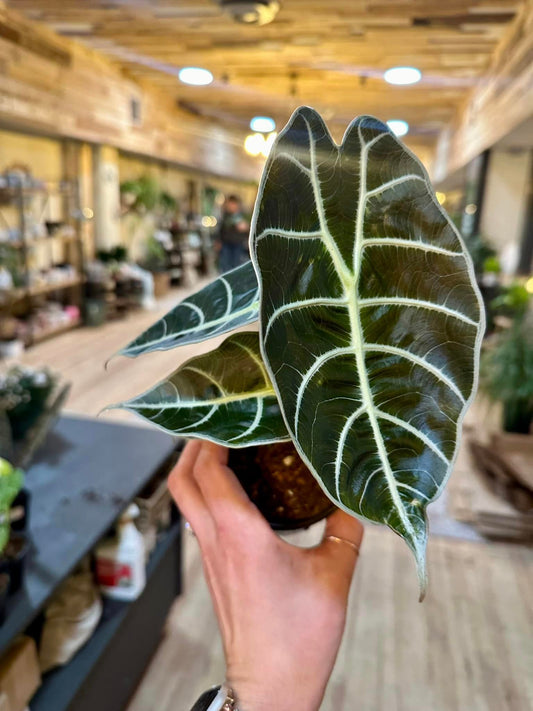 Alocasia Watsoniana 4"