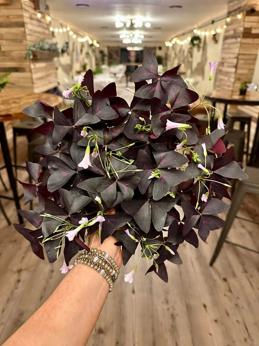 Oxalis Purple 6"