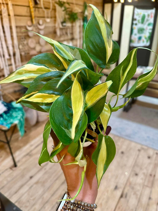 Philodendron hederaceum 'Cream Splash' 4"