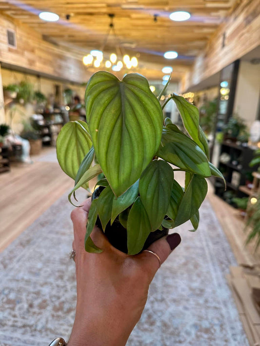 4" Philodendron Sodiroi