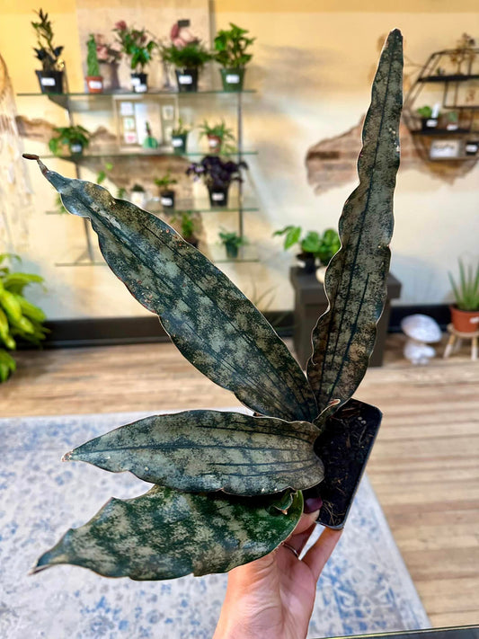 Sansevieria Kirkii Coppertone 4"