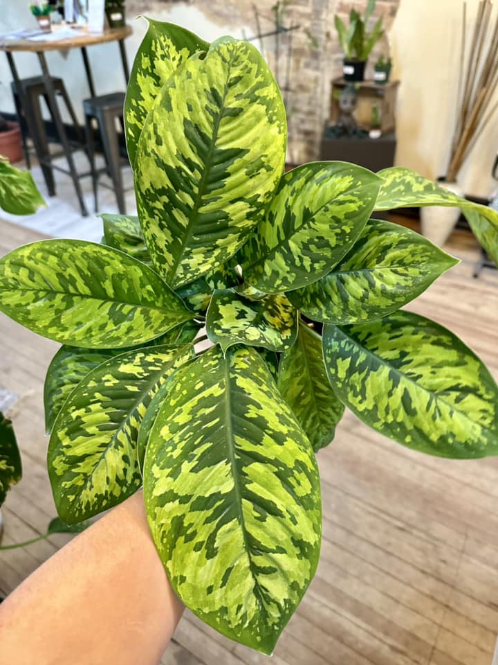 Homalomena Camouflage 4"