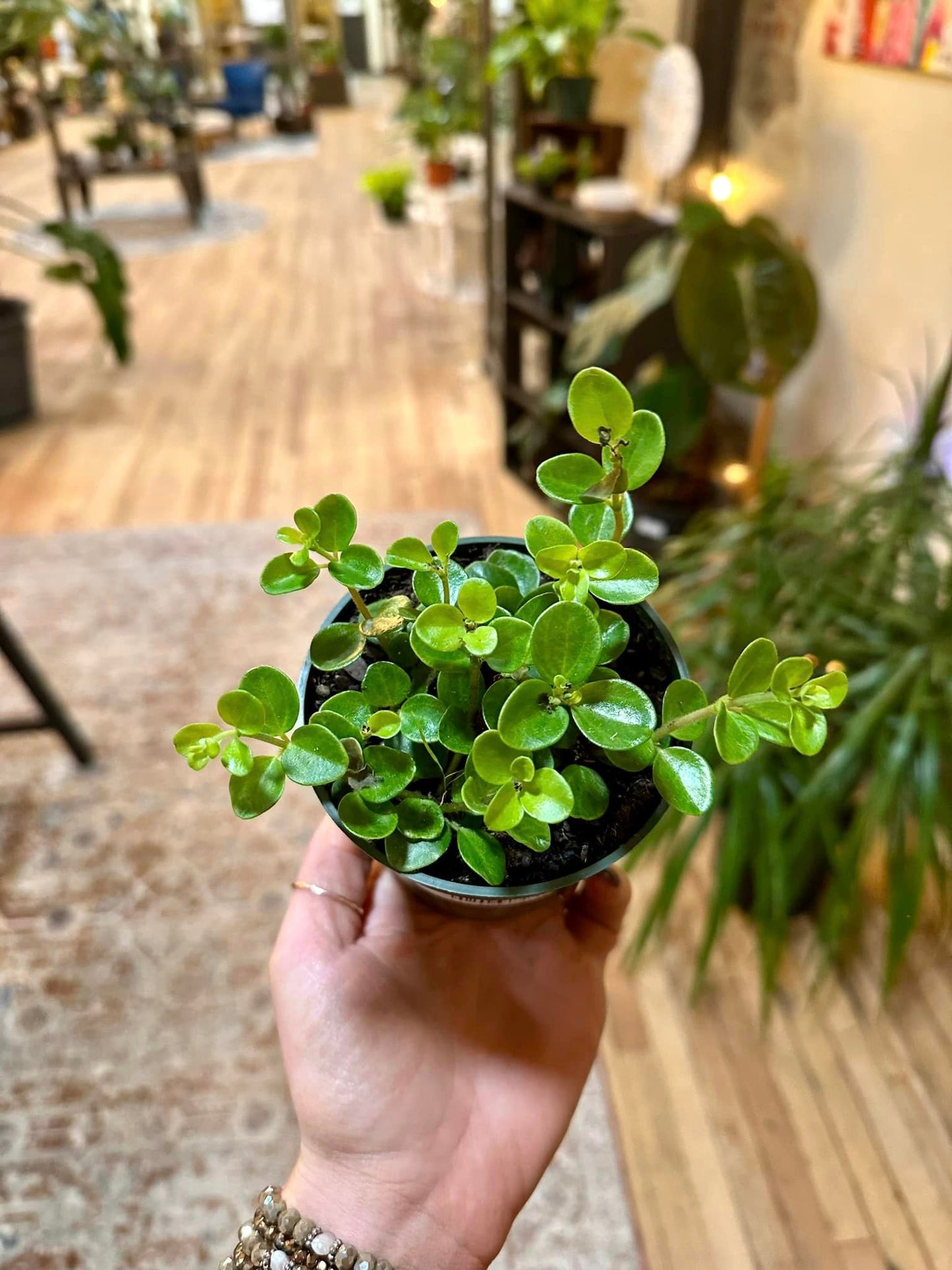 Peperomia Jitterbug 4"