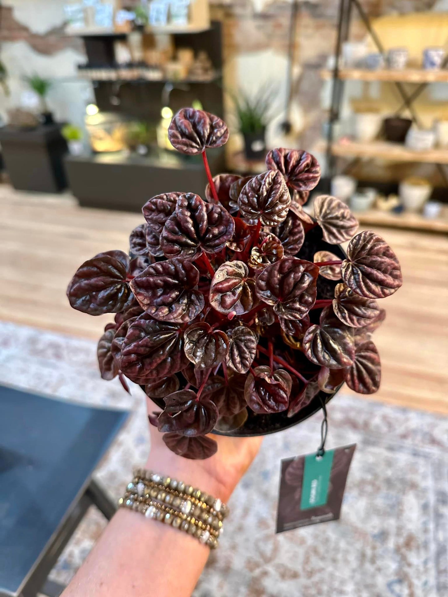 Peperomia Caperata Schumi Red 6"