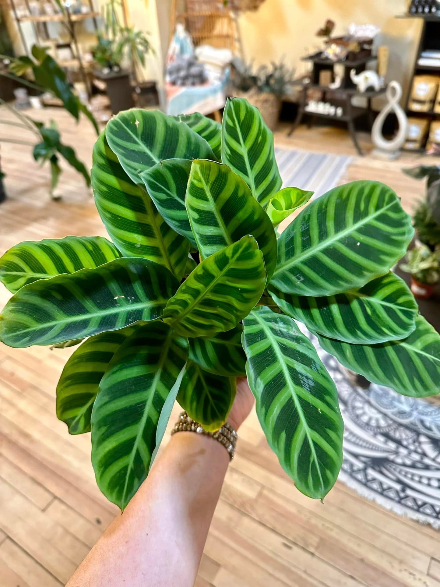 6" Calathea Zebrina