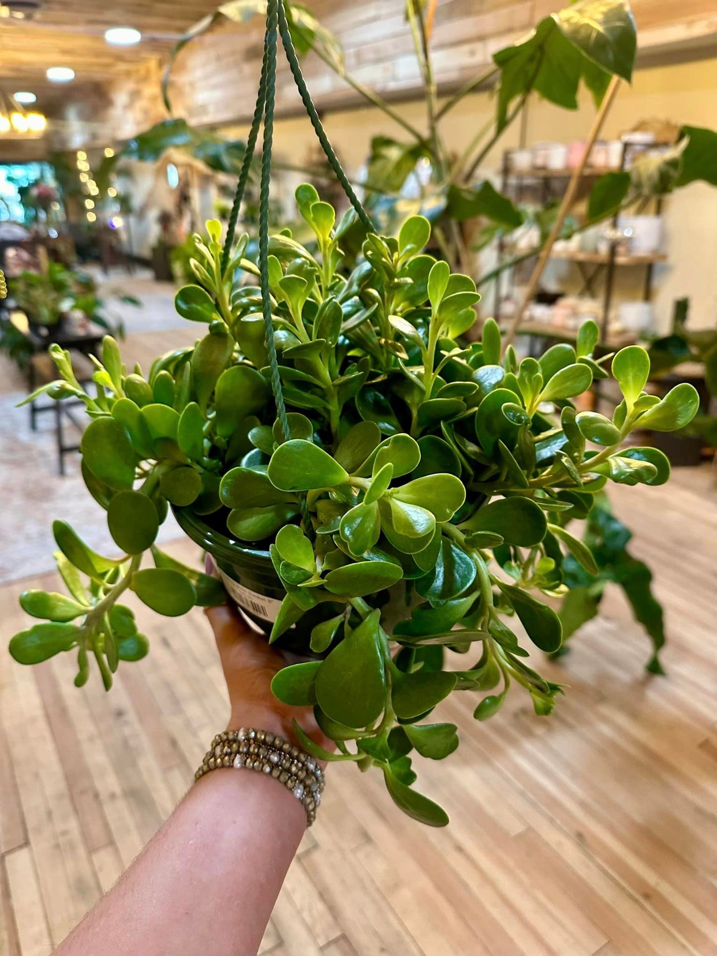 Trailing Jade Basket 8"