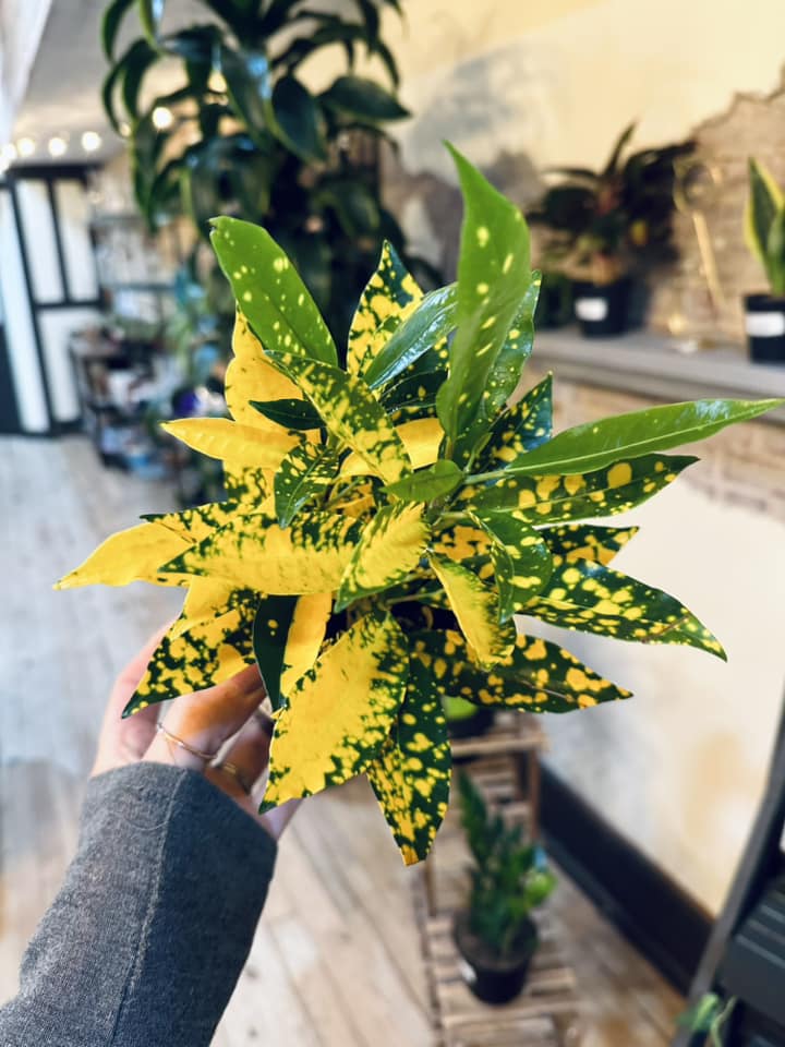 4" Gold Dust Croton