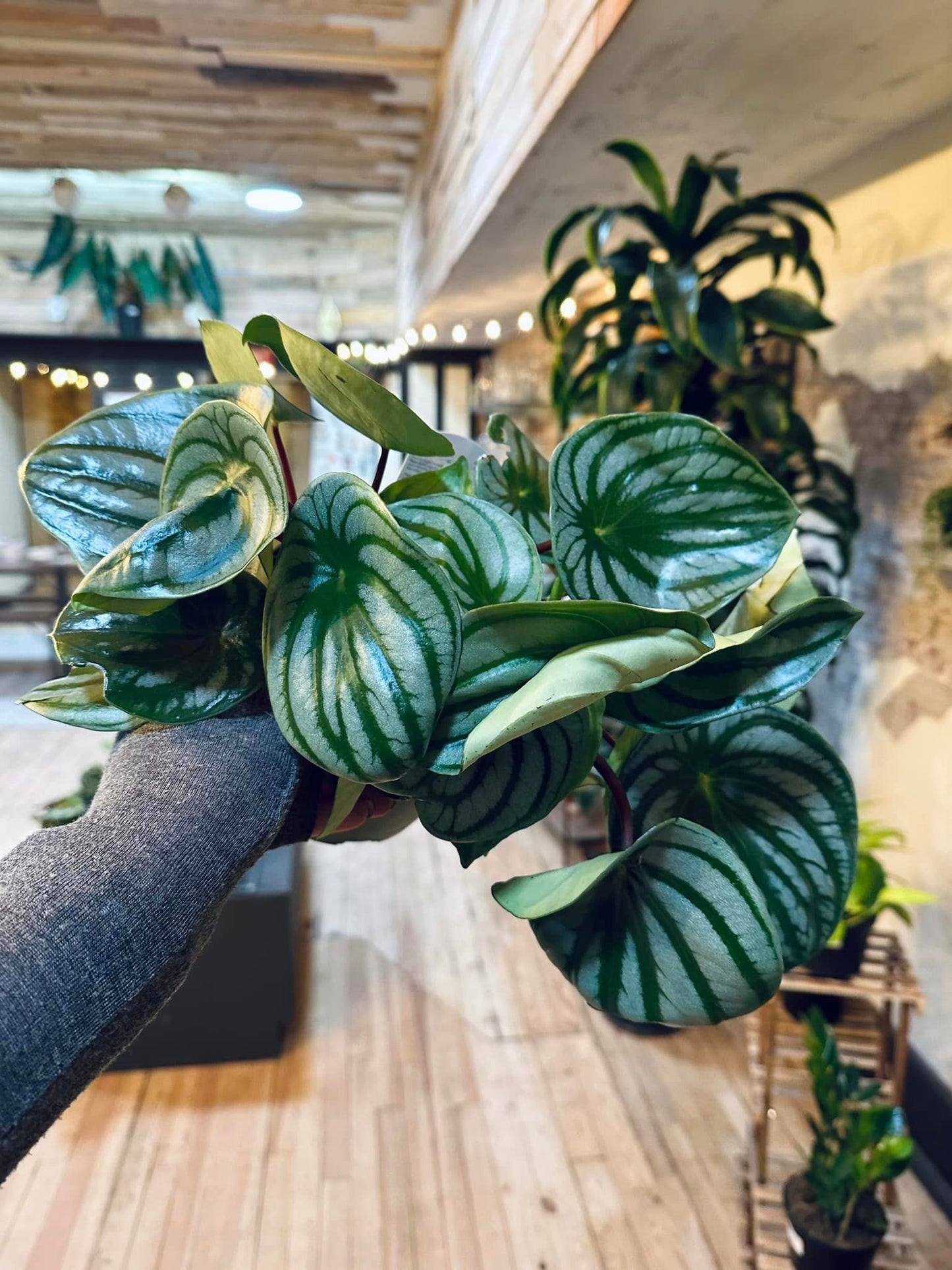 6" Peperomia Watermelon