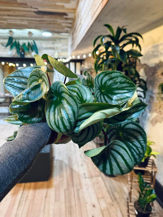 Peperomia Watermelon 6"