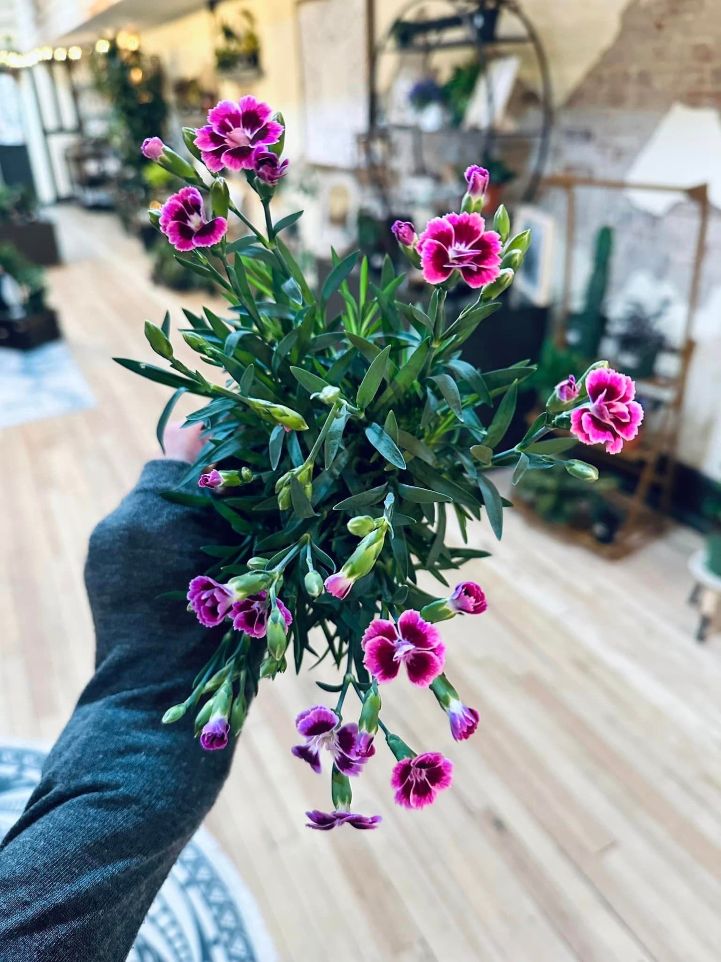 Dianthus 4"