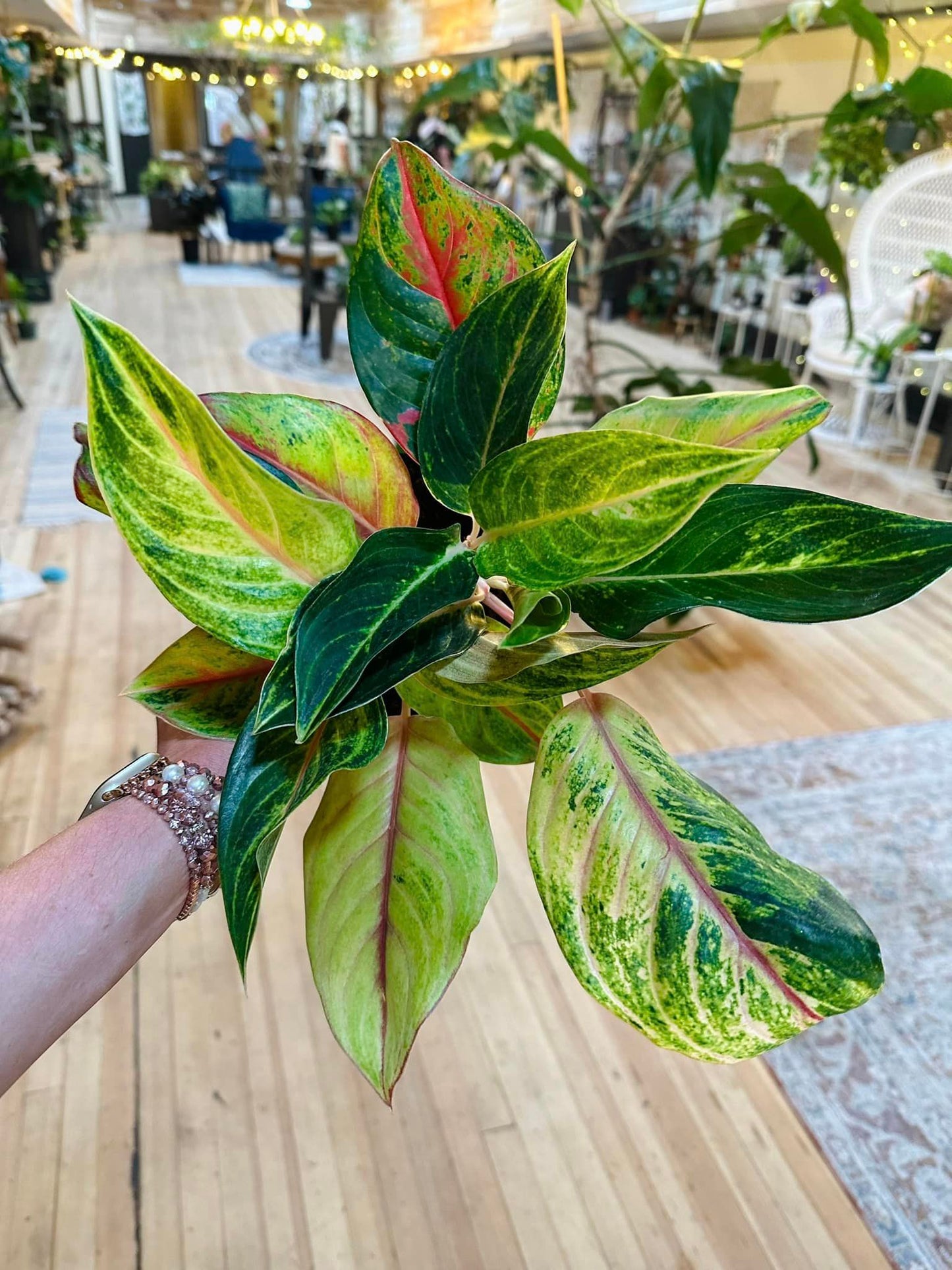 Aglaonema 'Golden Papaya' 6"