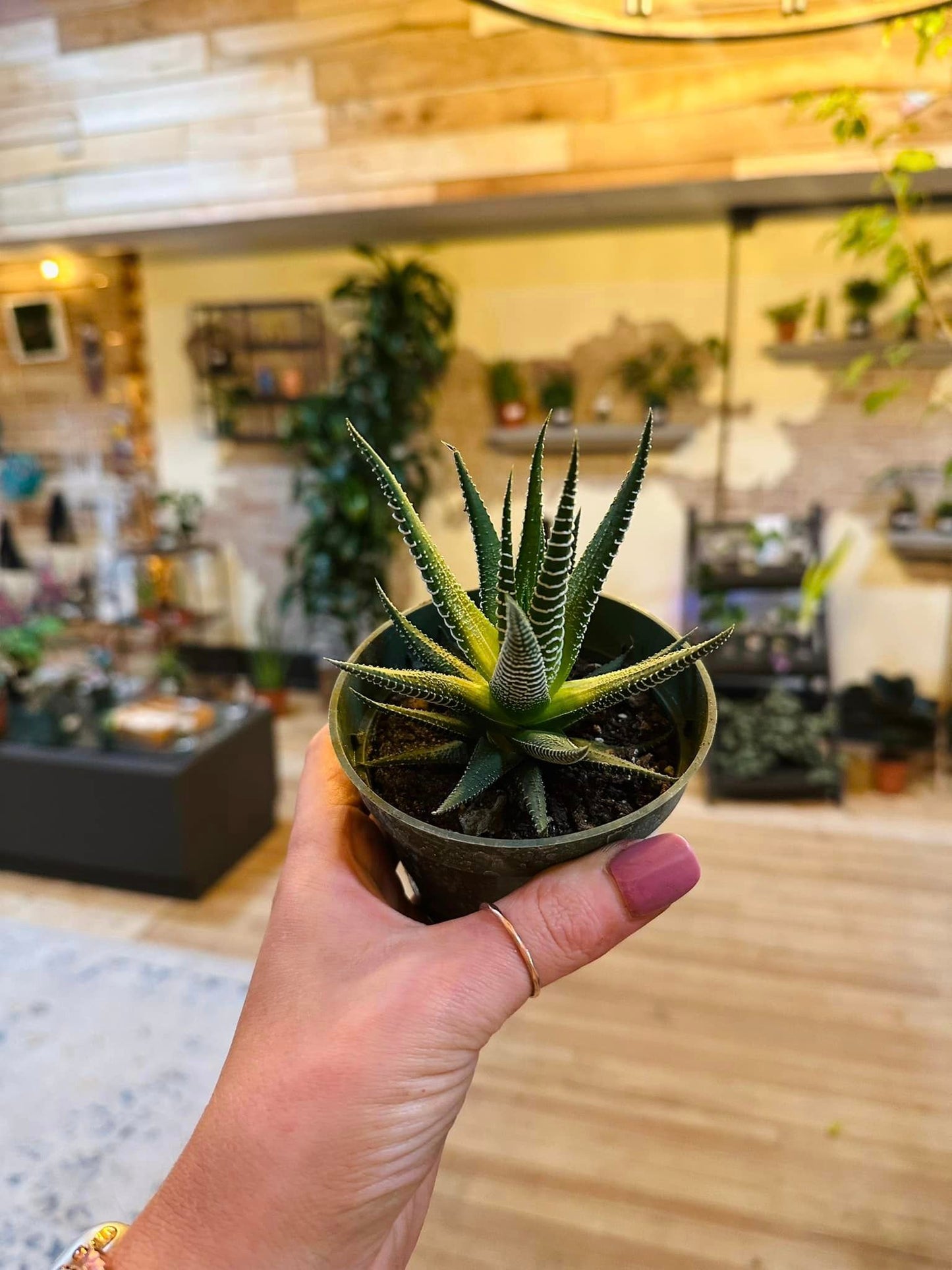 Haworthia Fasciata 4"