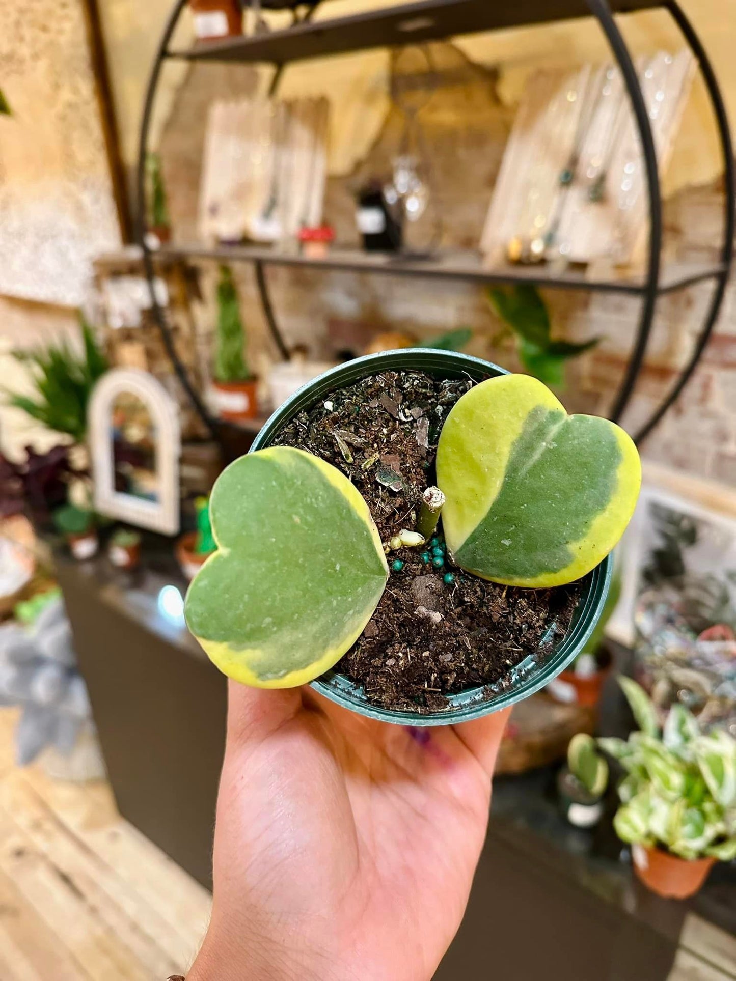 Hoya Kerrii Heart Outer Variegated 4"