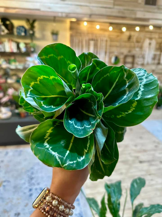 4" Calathea 'Green Lipstick'