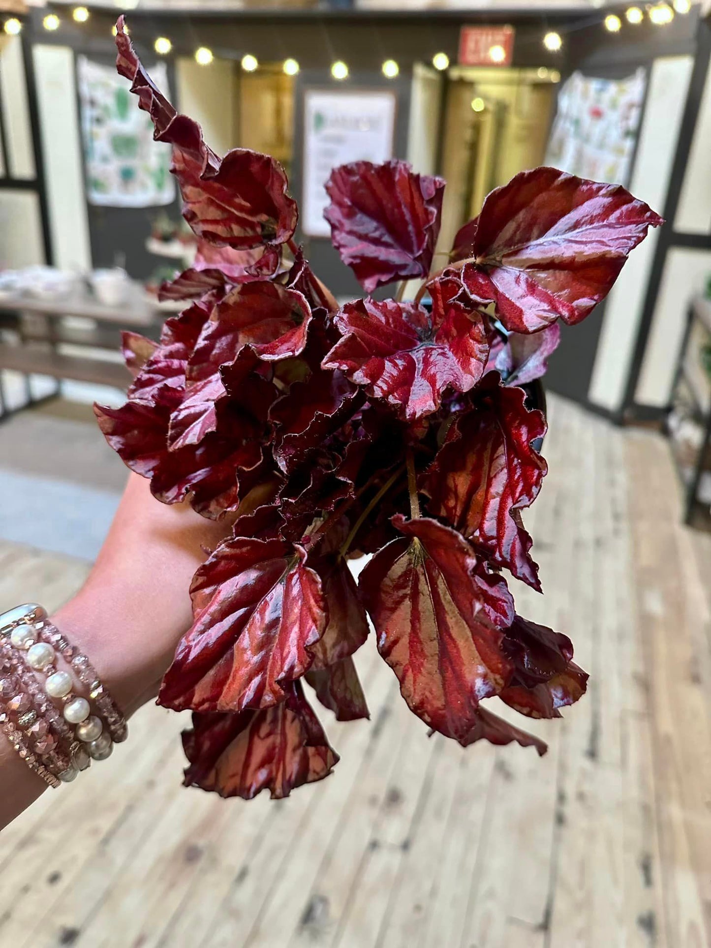 Begonia Red Bull 6"