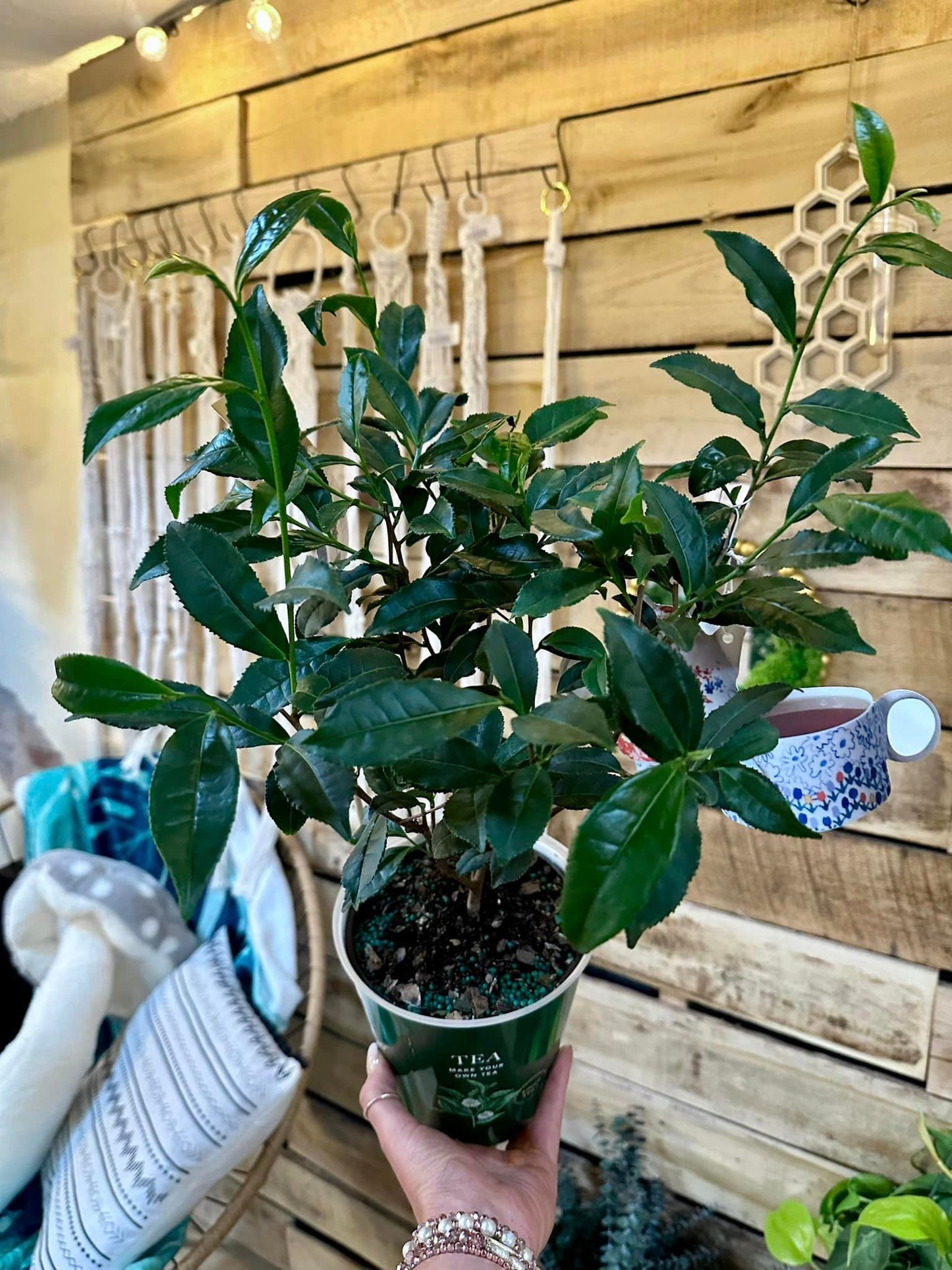 Tea Plant 6"