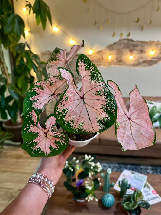 Caladium 6"