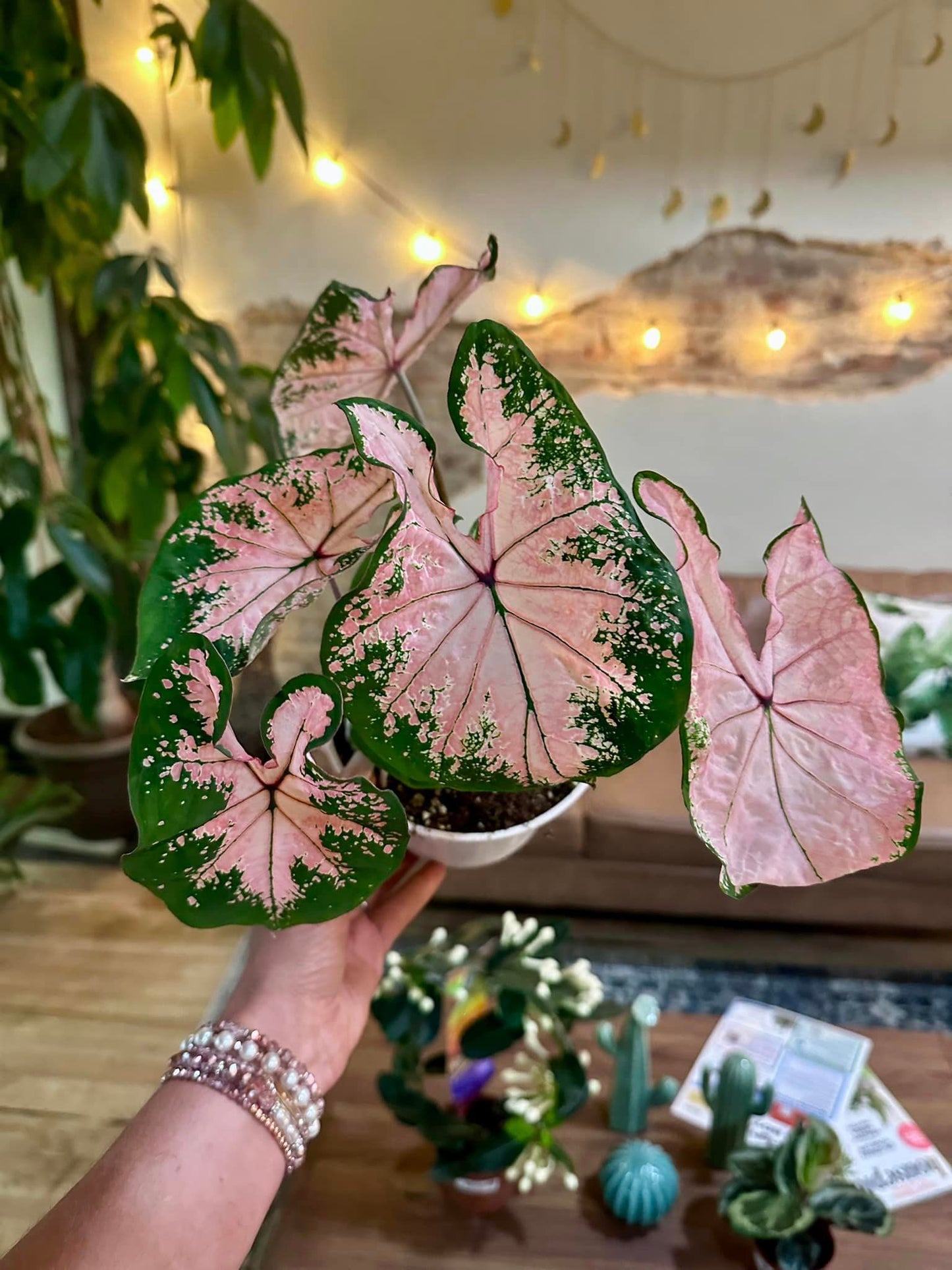 Caladium 4"