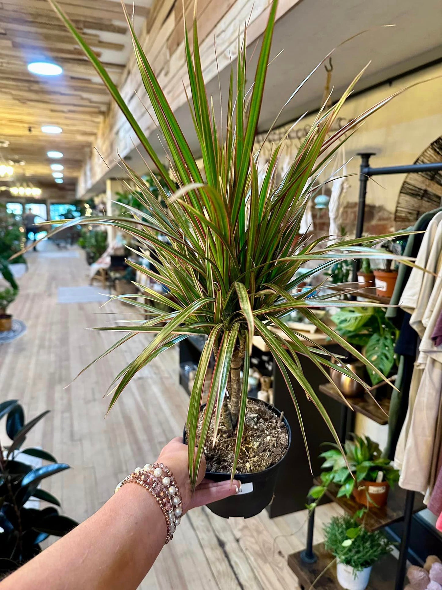 Dracaena Bicolor Braid 6"