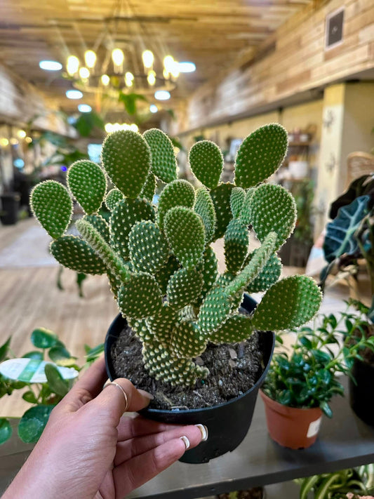 Opuntia Microdasys Angel Wings Cactus 6"