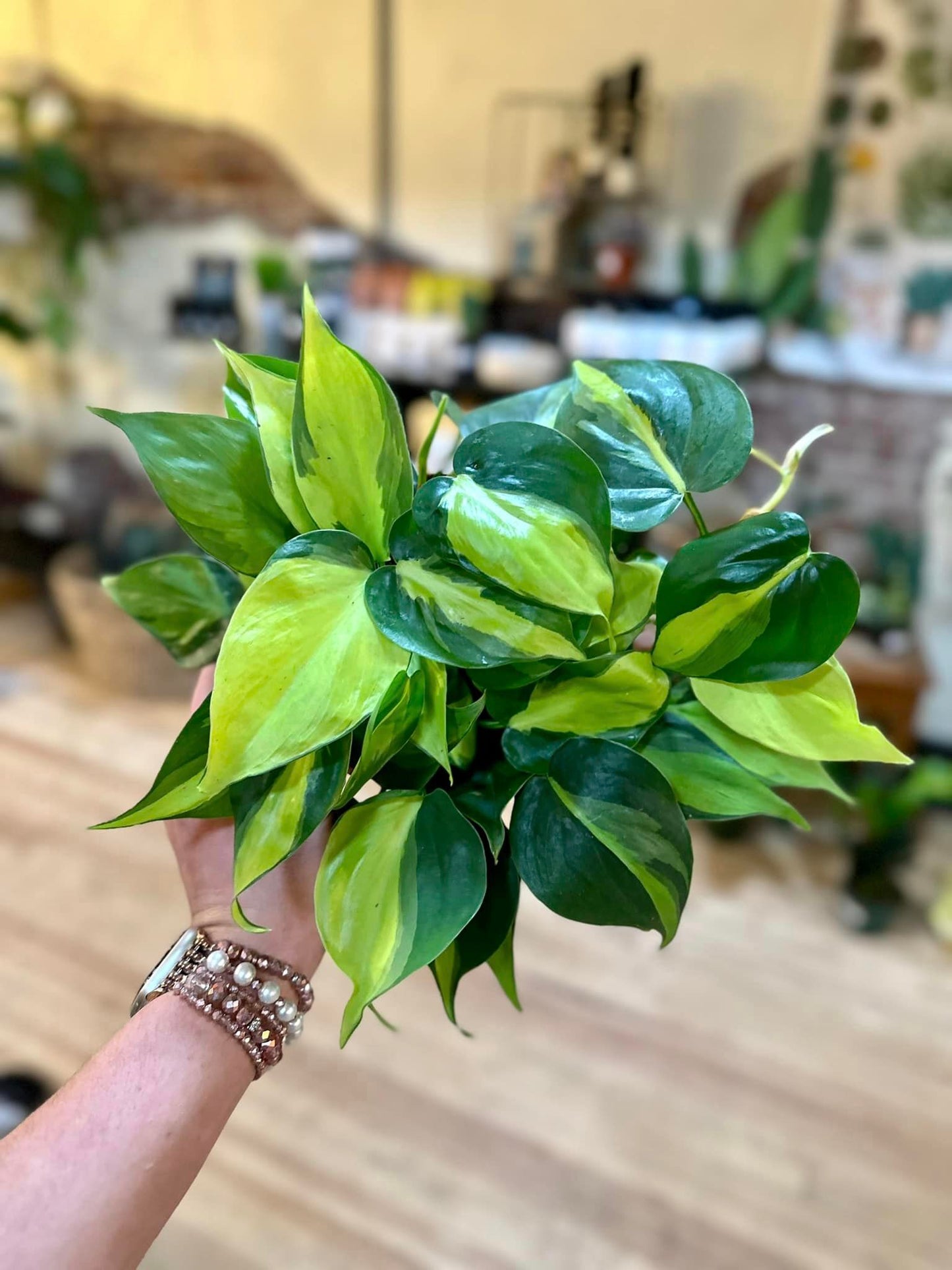 6" Philodendron 'Brasil'