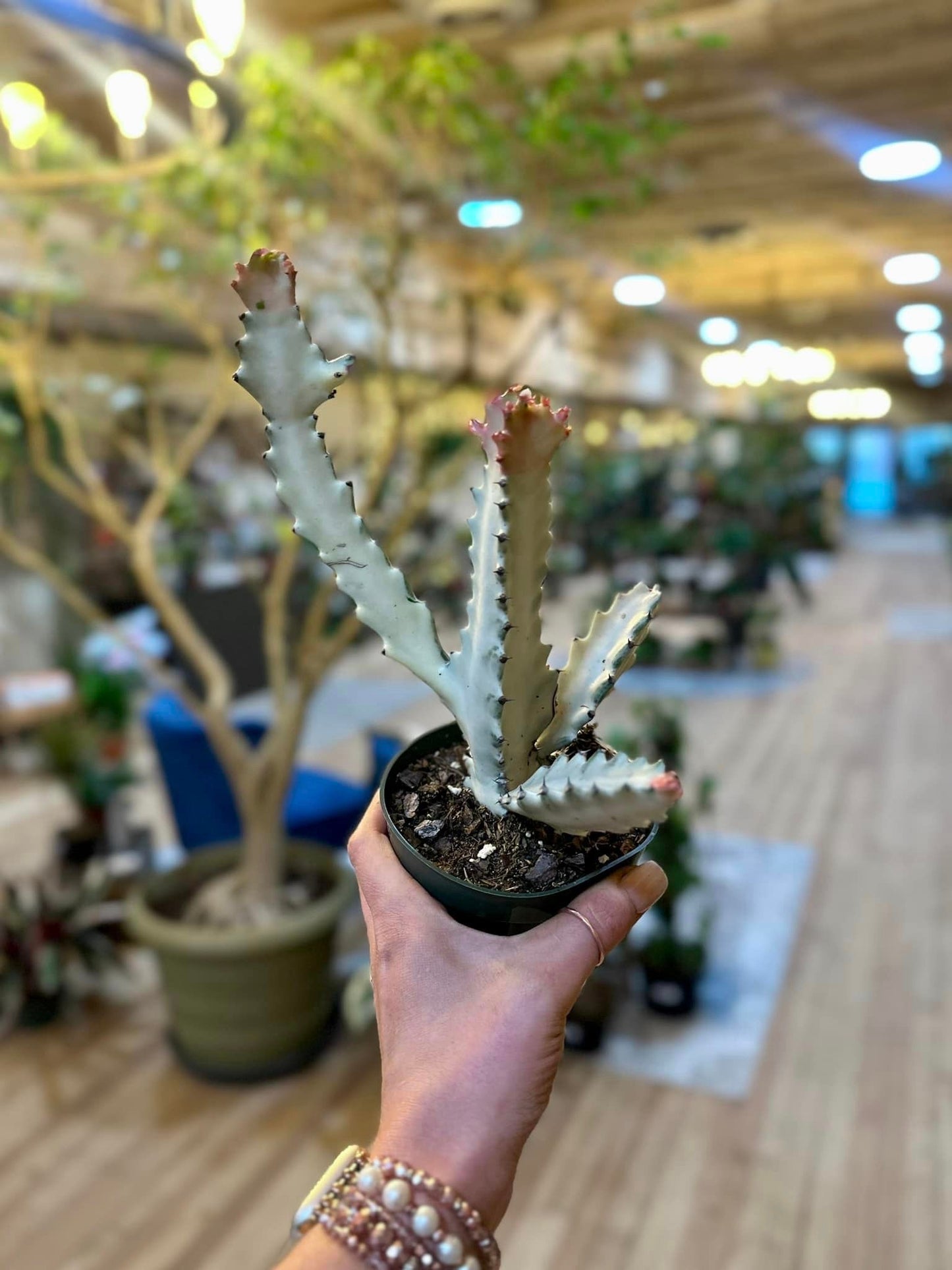 4" Euphorbia White Ghost