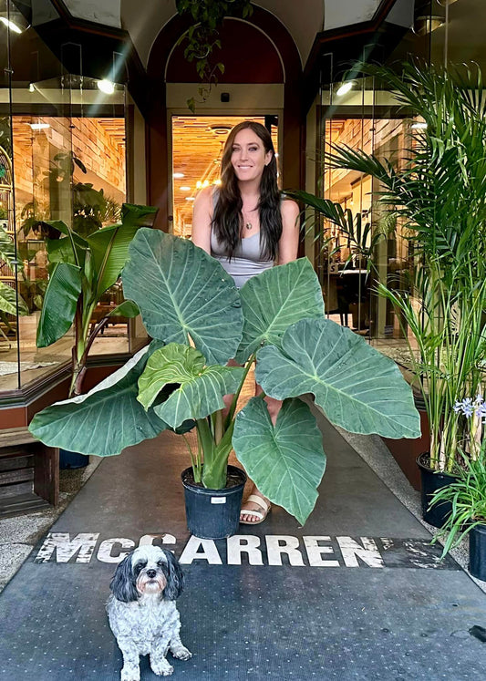 Alocasia Regal Shield 10"