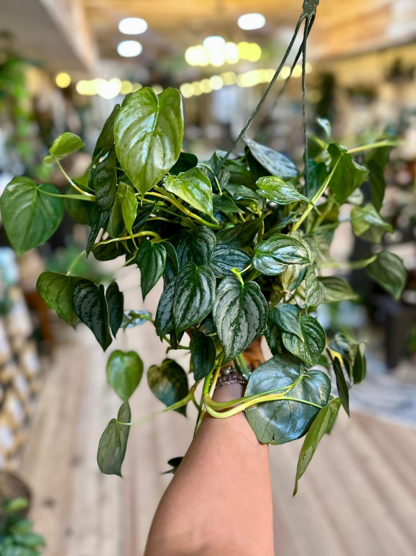 Philodendron brandtianum Basket 8"