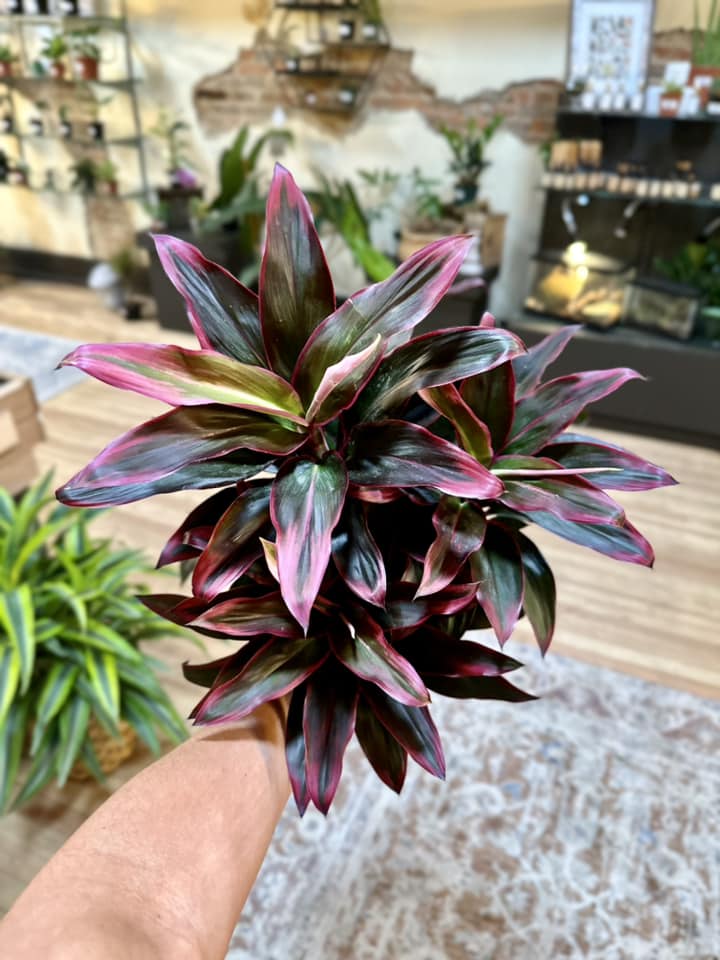 Cordyline Ti 6"