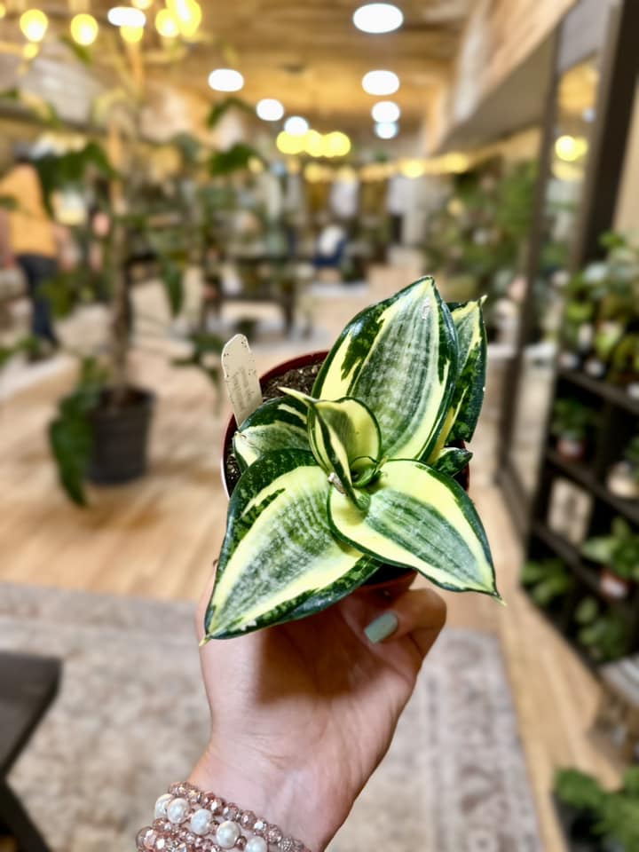 Variegated Hahnii Snake Plant 4"