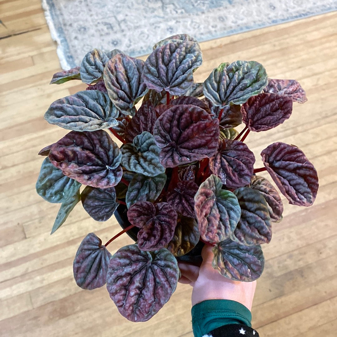 Peperomia Red Luna 6"